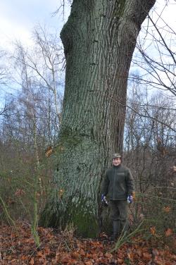 Dąb&#x20;szypułkowy&#x20;o&#x20;obwodzie&#x20;590&#x20;cm&#x20;&#x2c;&#x20;Leśniczy&#x20;Leśnictwa&#x20;Waplewo