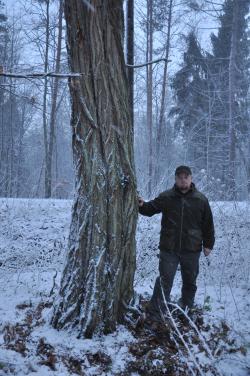 Robinia&#x20;akacjowa&#x20;o&#x20;obwodzie&#x20;215&#x20;cm&#x20;&#x2c;&#x20;Leśniczy&#x20;Leśnictwa&#x20;Trzciano