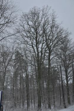 Robinia&#x20;akacjowa&#x20;o&#x20;obwodzie&#x20;215&#x20;cm&#x20;&#x2c;&#x20;Leśniczy&#x20;Leśnictwa&#x20;Trzciano