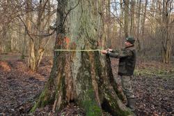 Wiąz&#x20;szypułkowy&#x20;o&#x20;obwodzie&#x20;379&#x20;cm&#x20;&#x2c;&#x20;Leśniczy&#x20;Leśnictwa&#x20;Mikołajki