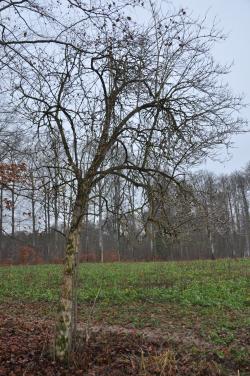 Bez&#x20;czarny&#x20;o&#x20;obwodzie&#x20;76&#x20;cm&#x20;&#x2c;&#x20;Leśniczy&#x20;Leśnictwa&#x20;Benowo