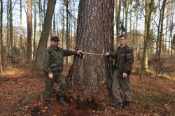 Modrzew&#x20;europejski&#x20;o&#x20;obwodzie&#x20;335&#x20;cm&#x20;&#x2c;&#x20;Leśniczy&#x20;oraz&#x20;Podleśniczy&#x20;Leśnictwa&#x20;Jeziorki