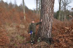 Sosna&#x20;zwyczajna&#x20;o&#x20;obwodzie&#x20;330&#x20;cm&#x20;&#x2c;&#x20;Leśniczy&#x20;Leśnictwa&#x20;Sadlinki