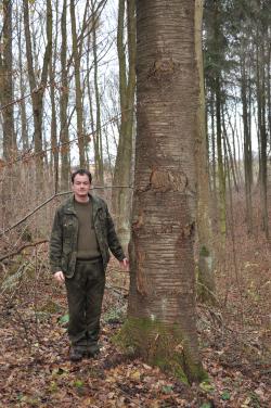 Czereśnia&#x20;ptasia&#x20;o&#x20;obwodzie&#x20;210&#x20;cm&#x20;&#x2c;&#x20;Leśniczy&#x20;Leśnictwa&#x20;Miłosna