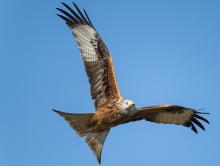 Kania ruda (Milvus milvus) i Kania czarna (Milvus migrans)