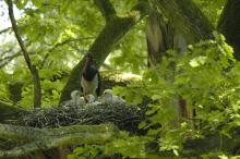 Fauna Nadleśnictwa Kwidzyn