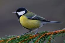 Bogatka zwyczajna (Parus major)