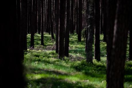 Wznowienie certyfikatu odpowiedzialnej gospodarki leśnej wg systemu FSC - Forest Stewardship Council®