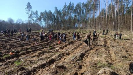 Wspólne sadzenie lasu w Leśnictwie Miłosna - Sadzimy Razem z Naturą